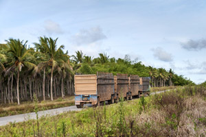 Lastwagen im Regenwald