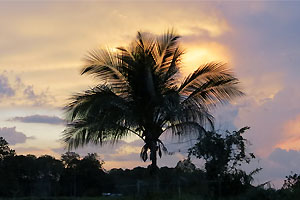 Palme im bewölkten Sonnenuntergang