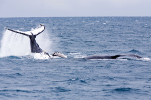 Whale Watching vor Santa Catarina